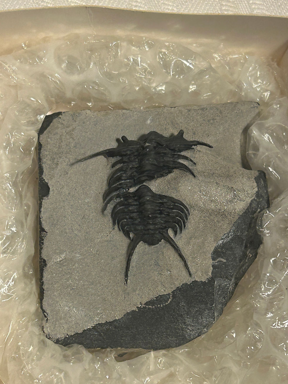 Thumbnail: Walcott Rust Quarry Ceraurus