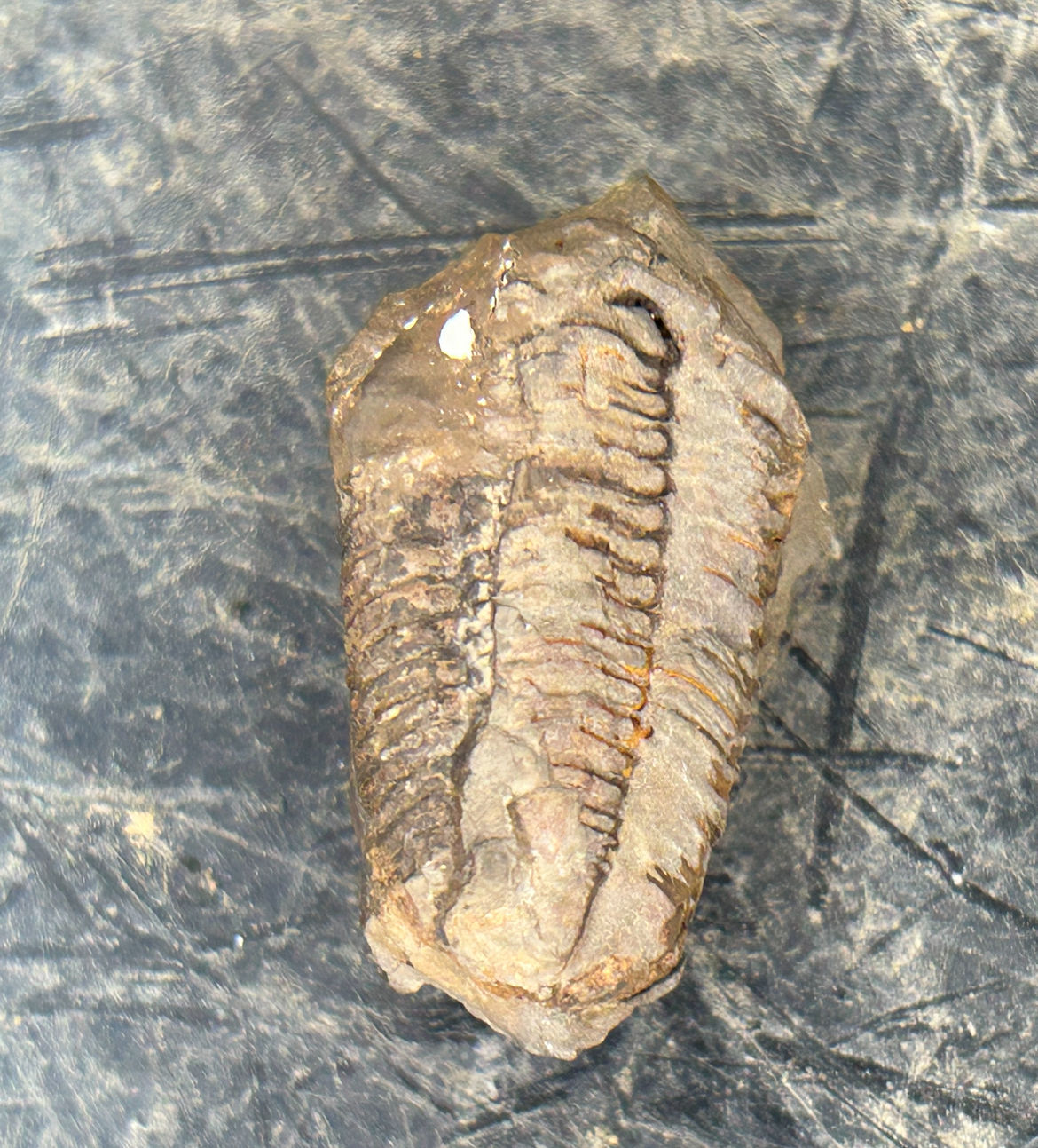 Rare Silurian Trilobite from Pennsylvania Licoalymene clintoni