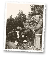 timbuk christmas trees since 1952