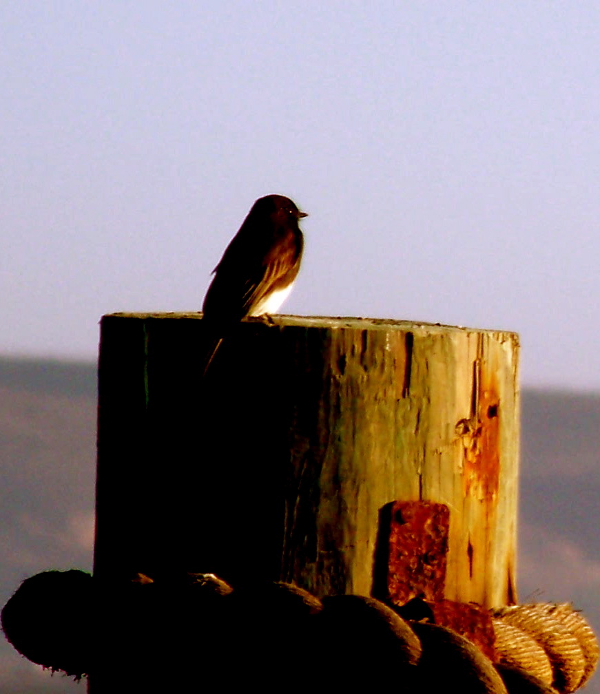 phoebe on stump 3