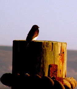 phoebe on stump 3