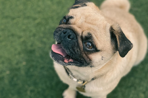 Doggie Daycare