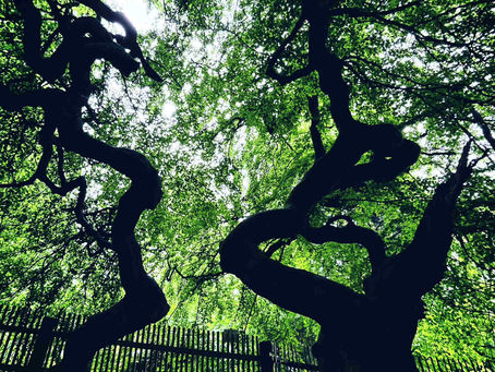 A talking tree - thought experiment.