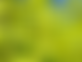 Story of a Gentle Giant - a tree