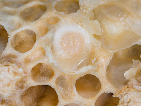 La gelée royale, un produit de la ruche aux multiples bienfaits