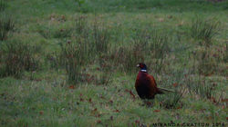 Pheasant