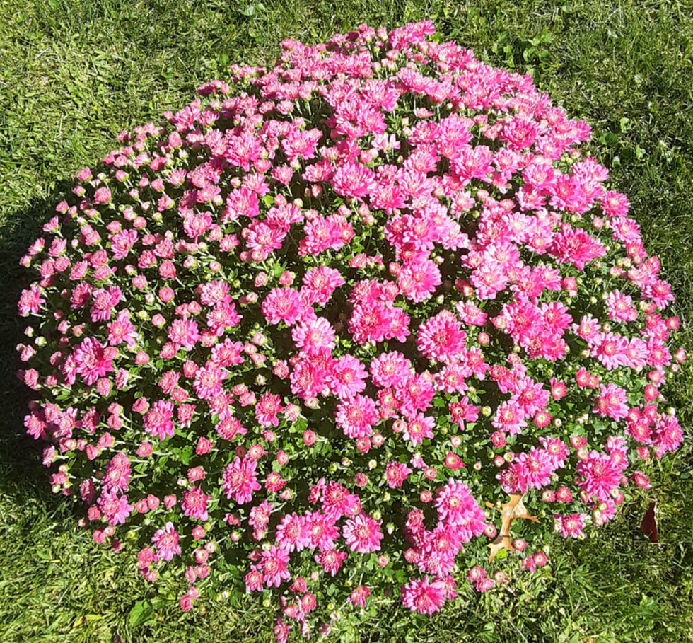 Thumbnail: 9" potted mum