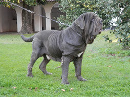 mastino napoletano