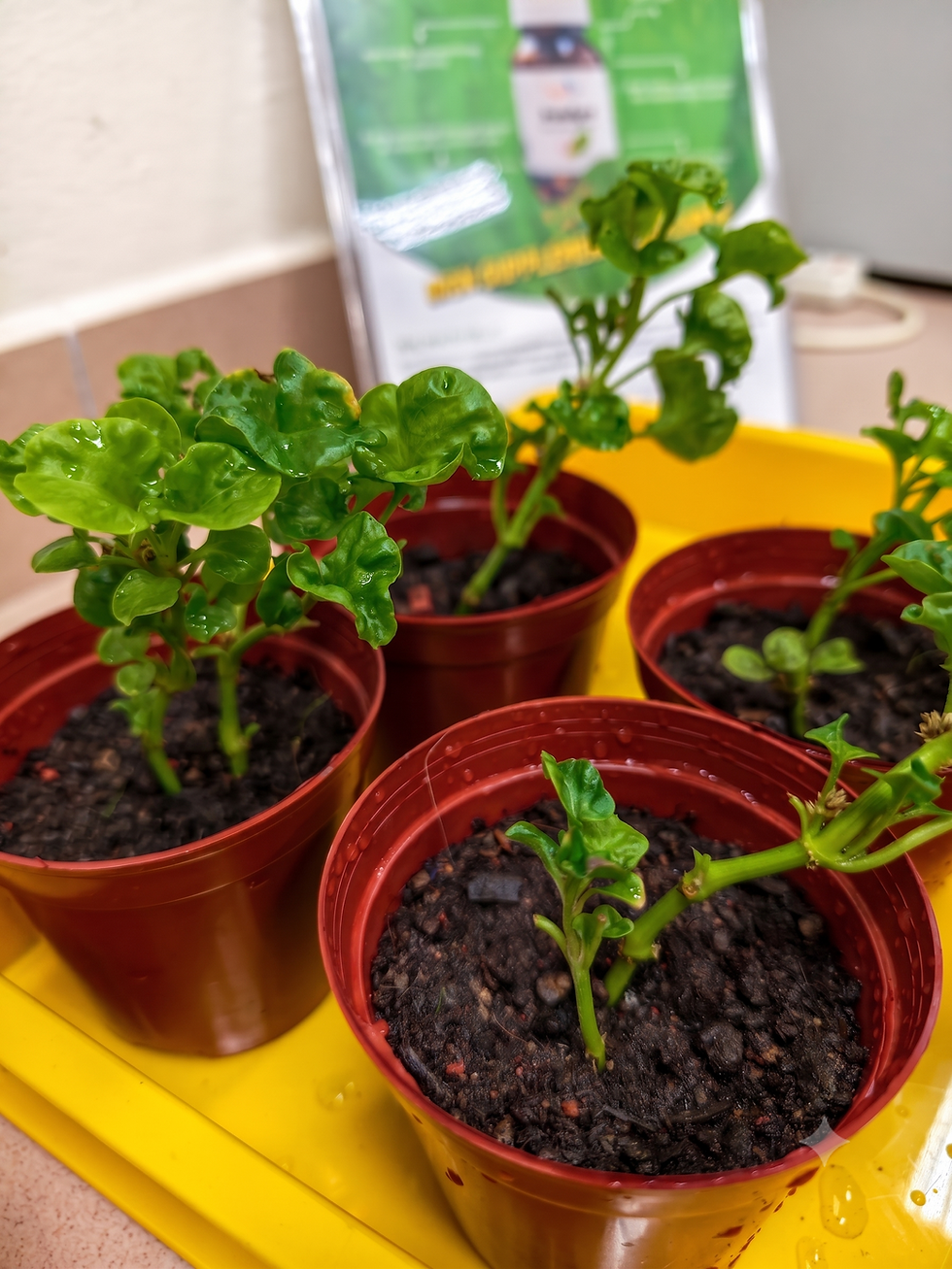 Plants shown grow heathily using Nanocat IronAgro.