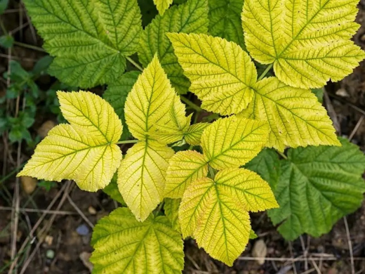 Plants with Iron deficiency. Credit photo: Judith Flacke, 2016. Science Direct. All rights reserved.