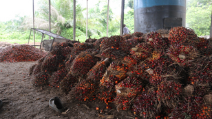 Palm fruit
