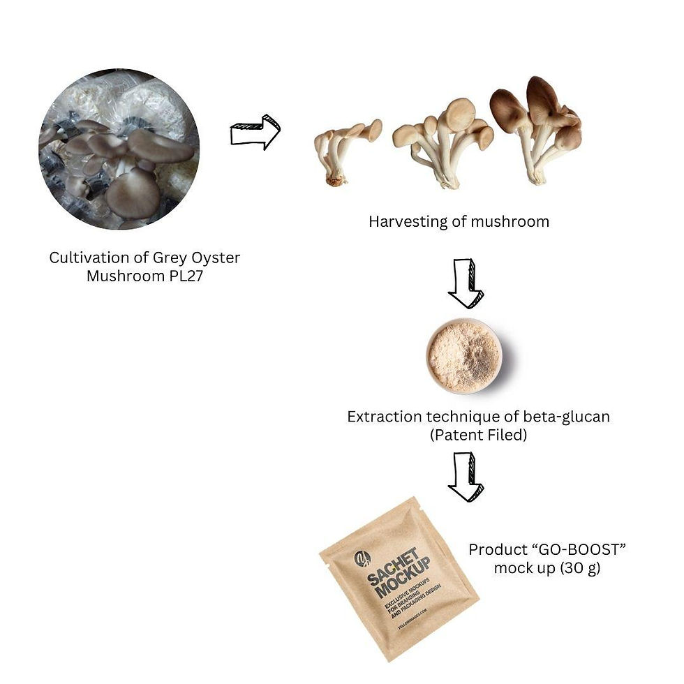 Harvesting Grey Oyster Mushroom