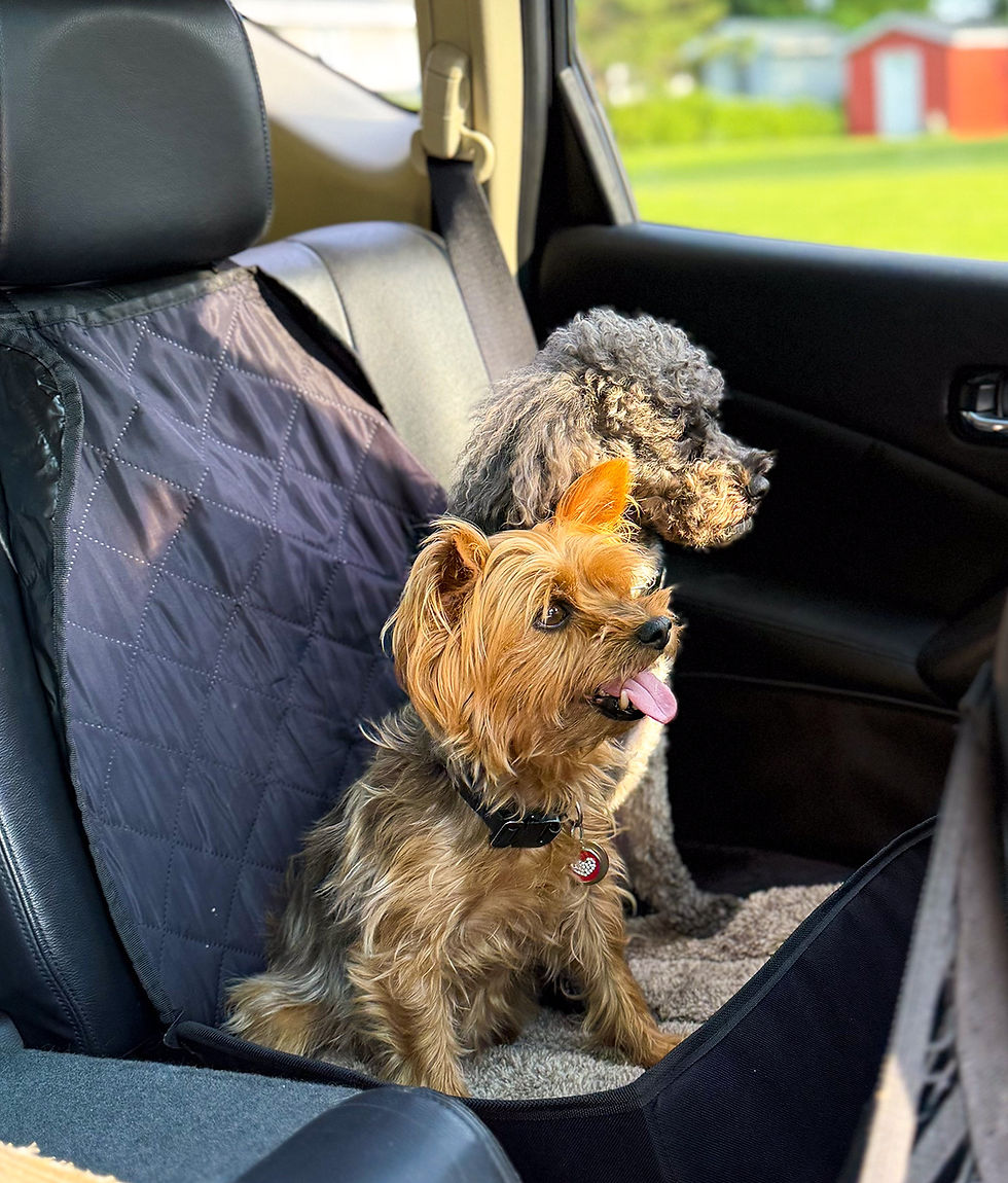 Les studios de la mer - Small breed dogs accepted