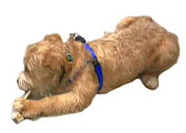 antlerdog-removebg-preview_edited.png