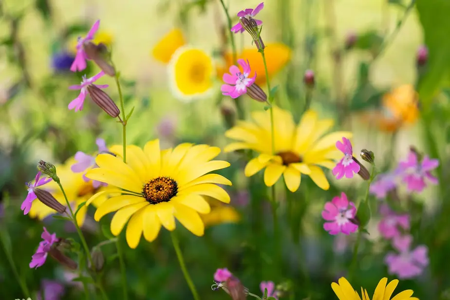 summer-flowers.webp