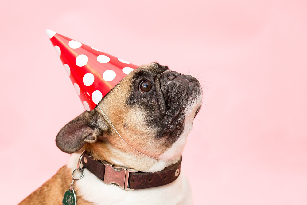 dog mom mama perros perritos puppy mascota love amor hijos bebes cute tierno perritos