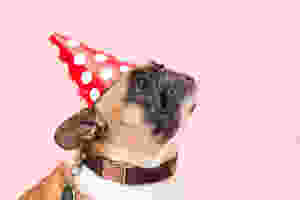 dog mom mama perros perritos puppy mascota love amor hijos bebes cute tierno perritos