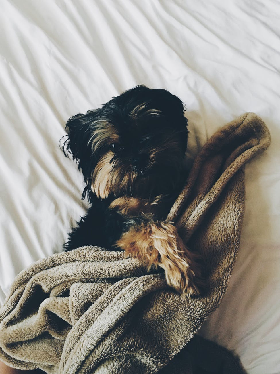 dog mom mama perros perritos puppy mascota love amor hijos bebes cute tierno perritos