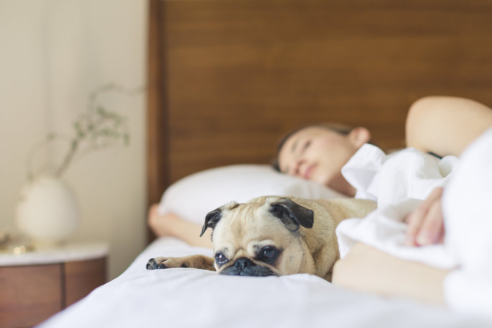 dog mom mama perros perritos puppy mascota love amor hijos bebes cute tierno perritos