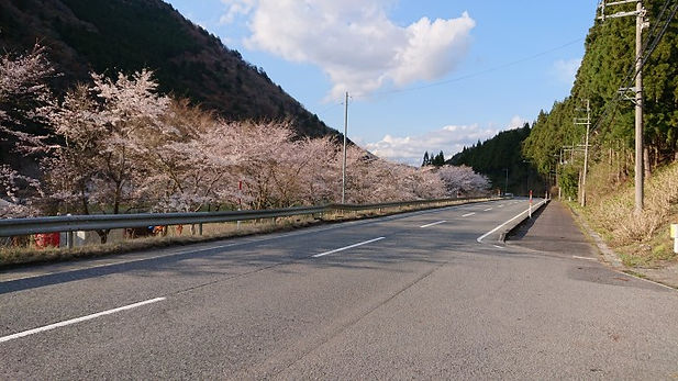 桜満開の梅ノ木キャンプ場.JPG