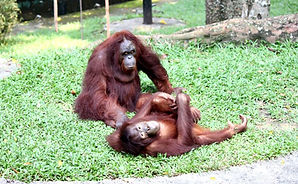 org utan.JPG