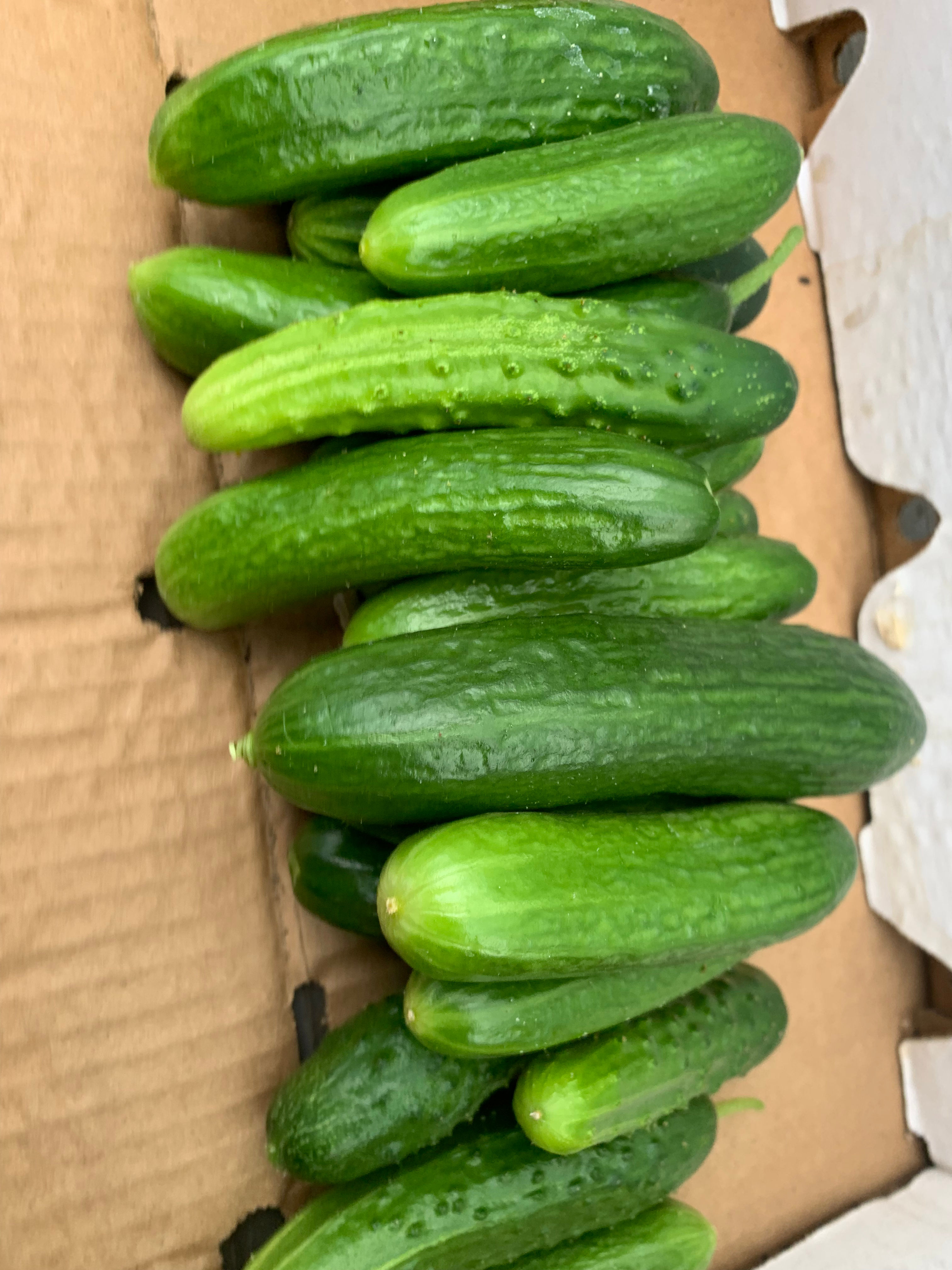 Cucumbers 