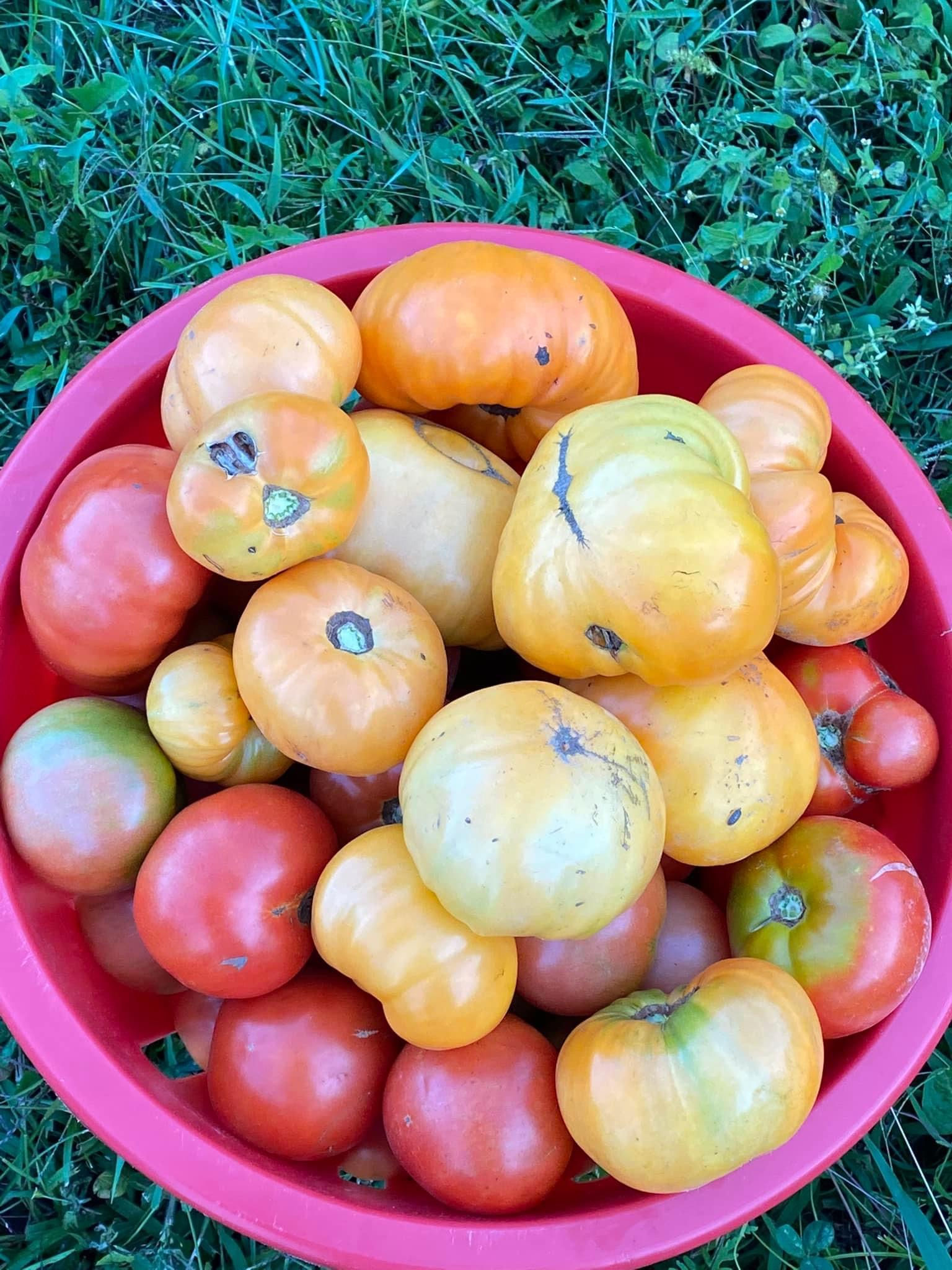 Canning Tomatoes - 1 bushel
