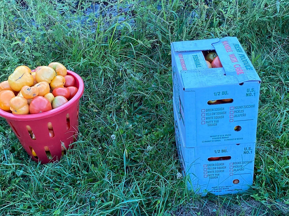Thumbnail: Canning Tomatoes - 1 bushel