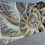 Thumbnail: NAUTILUS POMPILIUS VI