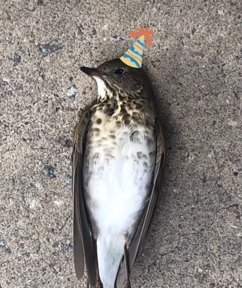 bird5