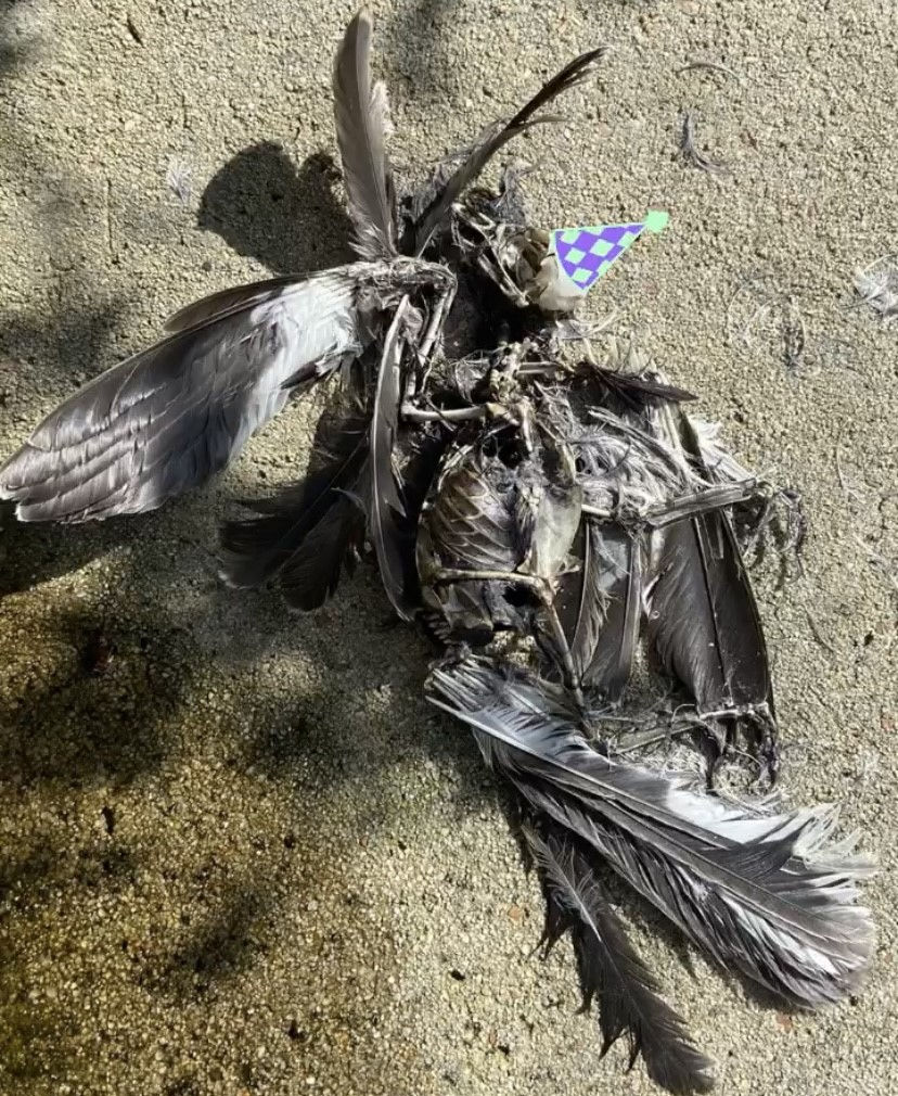 bird2