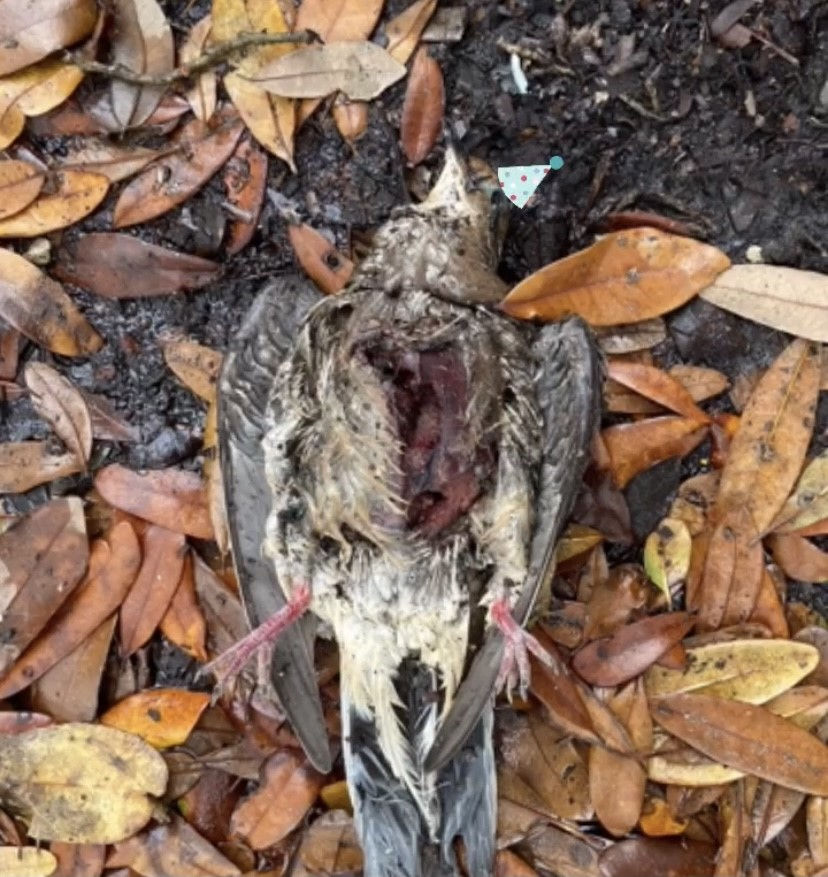 bird7