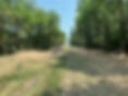 Forestry Mulching-Trees and invasive brush clearing after.jpg