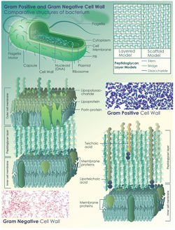 Biomolecules and membranes: Gram+ vs Gram-