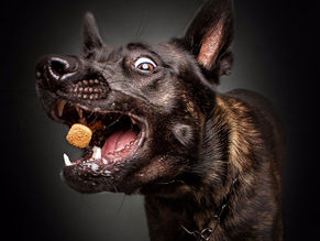 Επιθετικότητα σκύλου την ώρα του φαγητού.