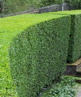 How-to-trim-a-hedge-Auckland.jpg