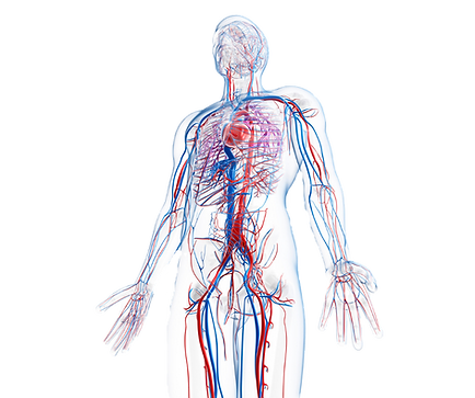 Circulatory _edited.png