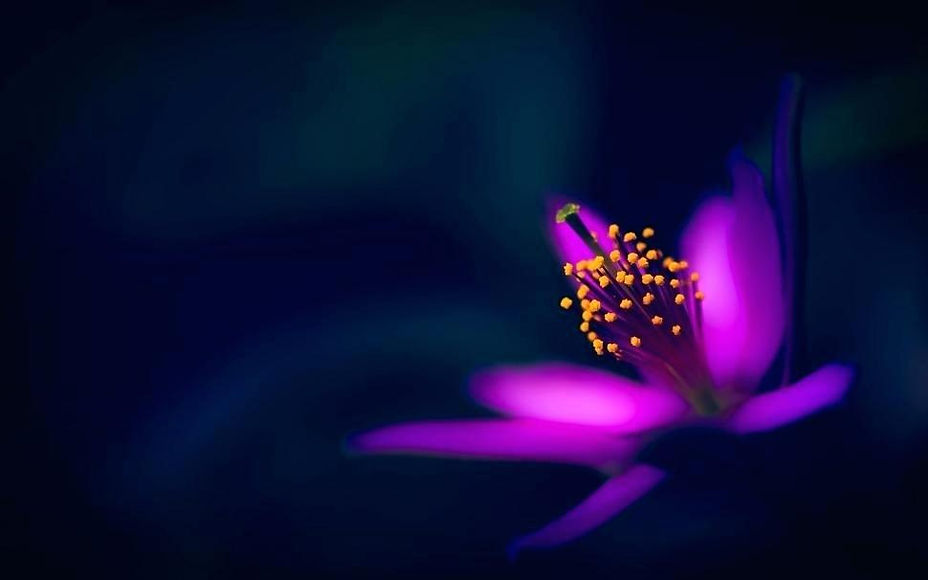 purple-flowers-with-black-background-pur