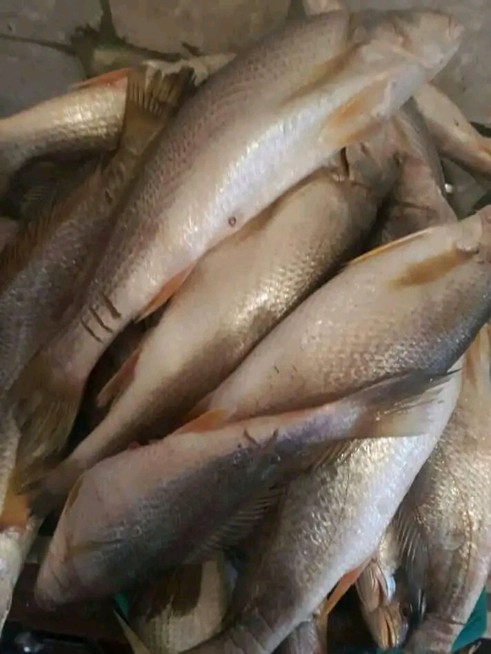 Miniature : Poissons capitaine