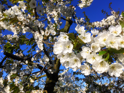 Altes Land- Kirschblüte