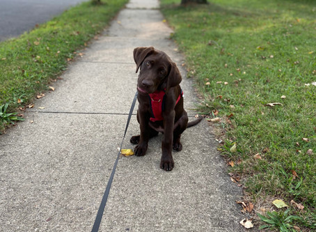 Dog Walking and Pet Sitting Services