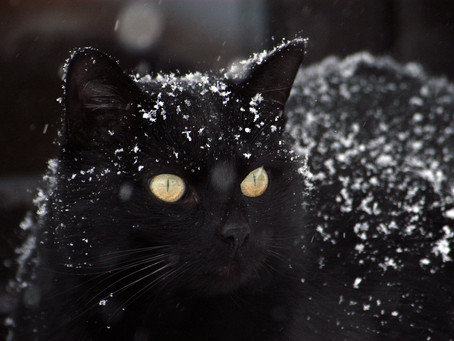 Cold Weather Tips for Your Pets