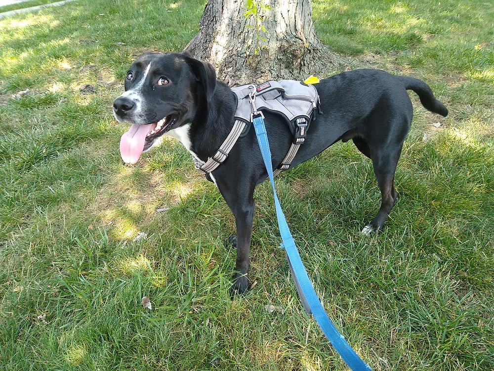 dog walking, dog walker, cat sitting, cat sitter, pet sitting, pet sitter, New Jersey