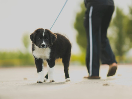 Benefits of Hiring a Mid Day Dog Walker