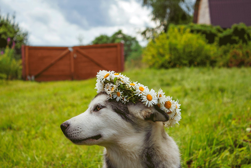 Pet sitting new jersey