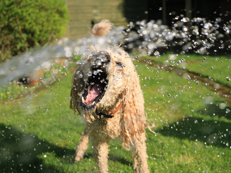 Summer Pet Safety Tips