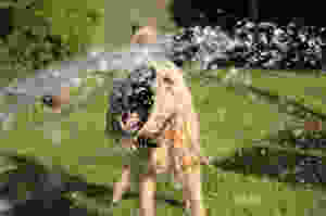 dog sitting new jersey