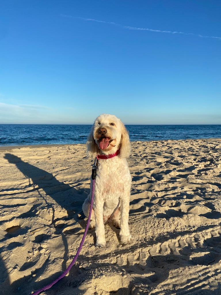 simply yours concierge, dog walking, dog walker, pet sitting, pet sitter, dog sitting, cat sitter, cat sitting