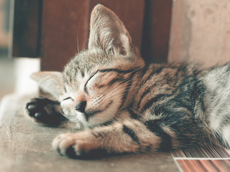 Why the bad rap for cats?