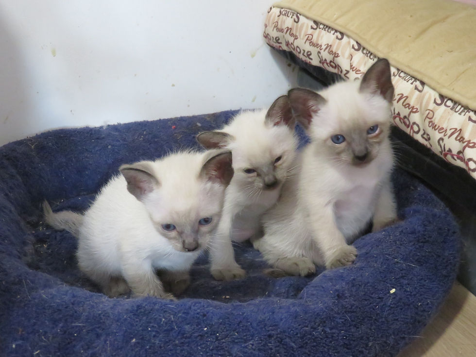Whisper L1 - Day 32